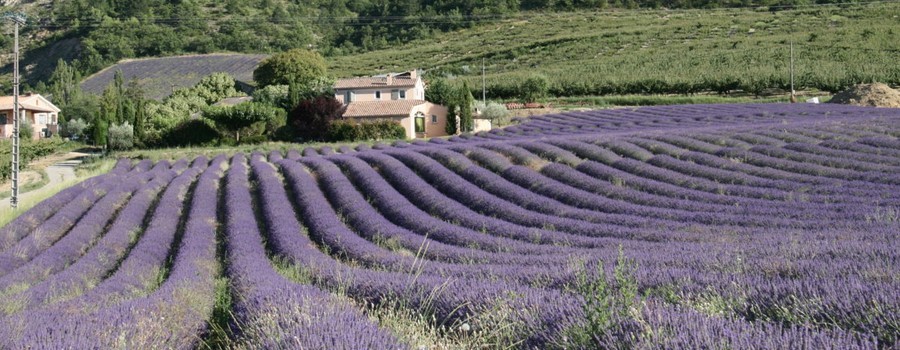 La Lavande_l'Or bleu de la Provence