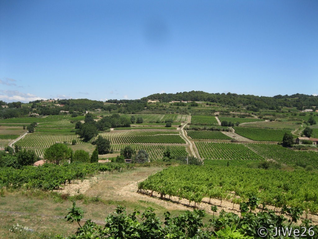 Des vignes à perte de vue !