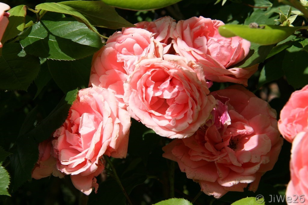Chantemerle-lès-Grignan_Belles roses