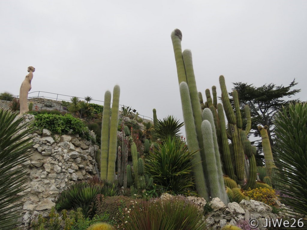 Le jardin botanique exotique d'Eze et ses magnifiques cactus cierges