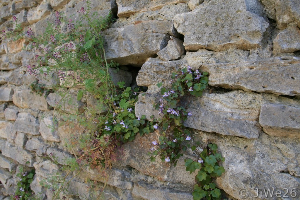 Jolies plantes poussant dans les joints du mur