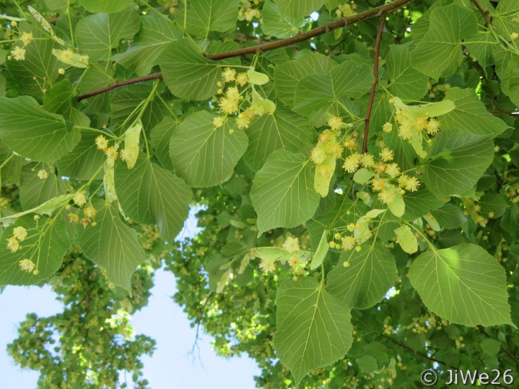 Le tilleul, arbre bien représenté dans le village