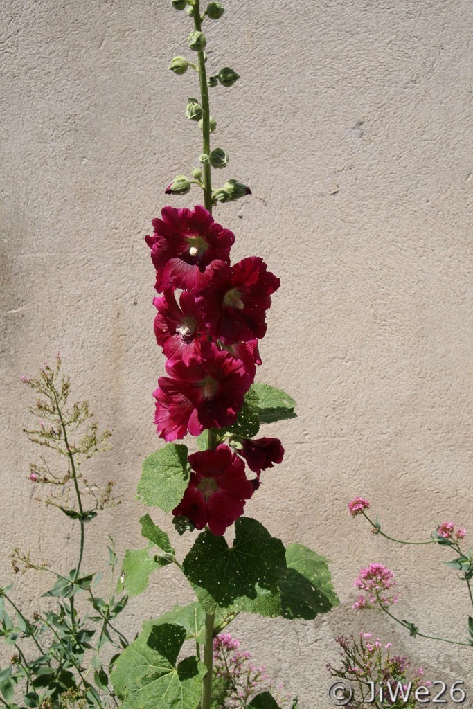 Une belle rose trémière dans les ruelles fleuries de Pelonne