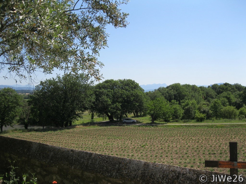 Un jeune champs de lavande à Puygiron