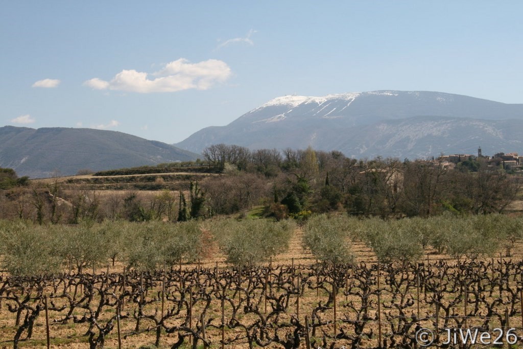La totale, les vignes, les oliviers et le Mont Ventoux enneigé