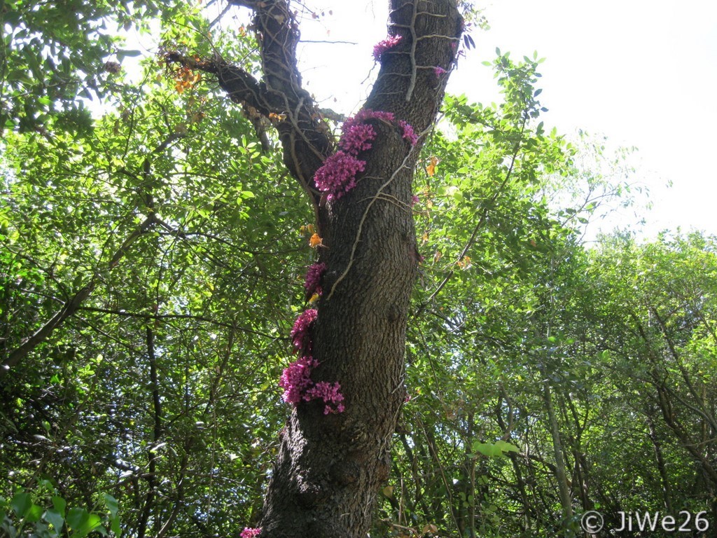 Jolies fleurs sur un arbre mort