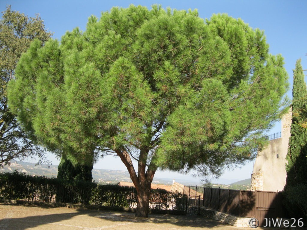 Arbre majestueux sur la place des Barrys