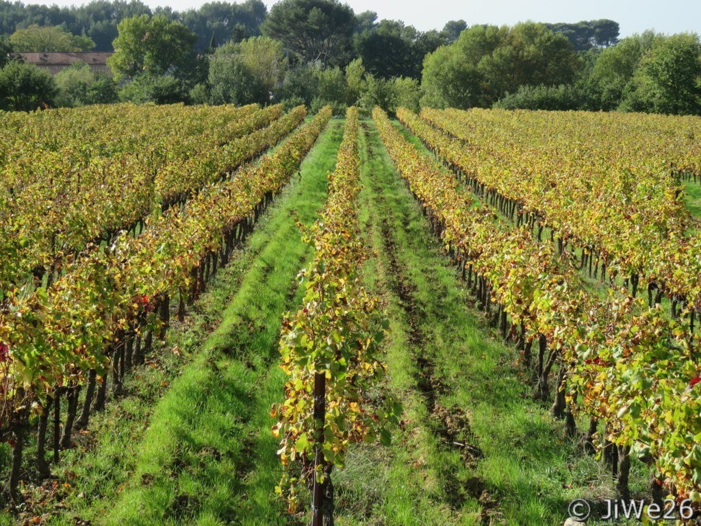 Vignes à Sablet