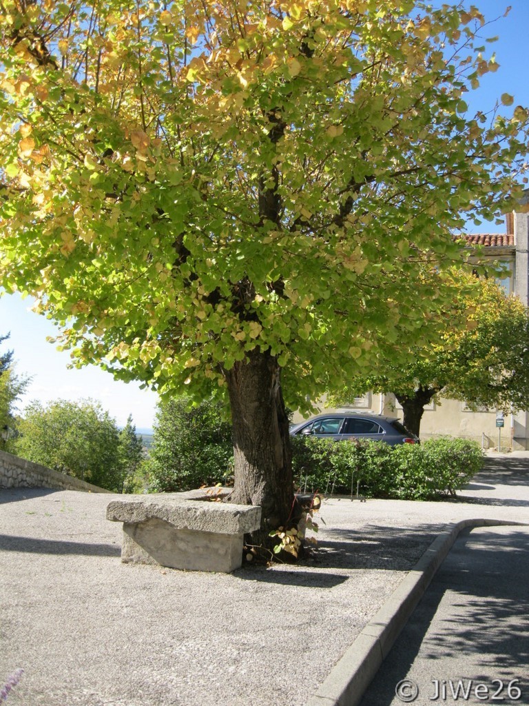 Très bel arbre devant l'école communale