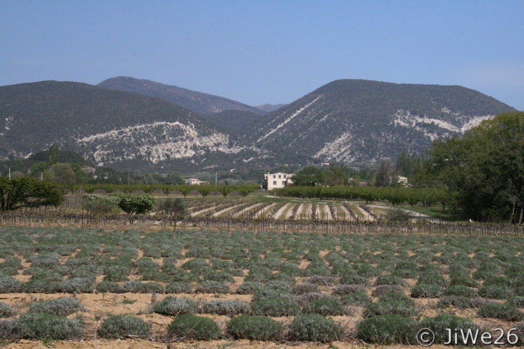 Panorama magnifique avec lavande et vignes sur fond de montagnes