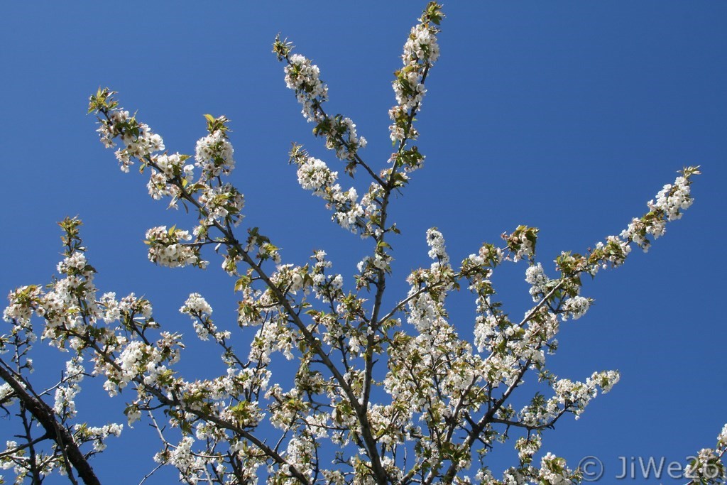 Superbe cerisier en fleurs sur fond de ciel ble