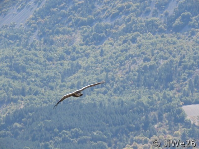 Voici enfin notre premier vautour, je pense qu'il s'agit du Percnoptère 
