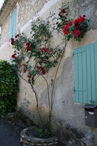 En ce mois de mai, les roses sont superbes et donnent un peu de couleurs à ces vieux murs