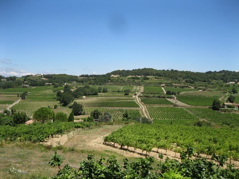 Des vignes à perte de vue !