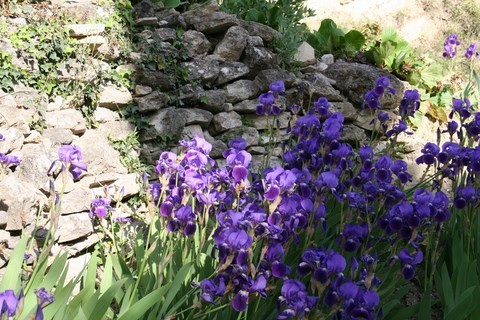 Des Iris flamboyants