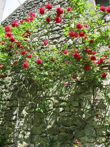 Joli mur fleuri