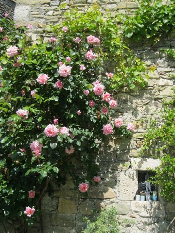 Un splendide rosier ornant un mur ancien