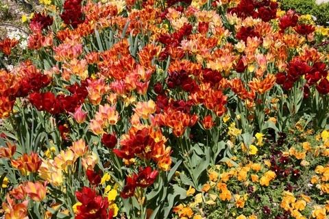 Les couleurs chaudes des tulipes et des pensées 