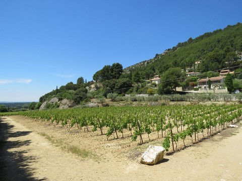 Quelques vignes en bordure du village