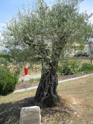Cet olivier, symbole de sagesse, fidélité, et longévité du travail commun accompli et à venir, inauguration groupe Valrim le 08 juillet 2016