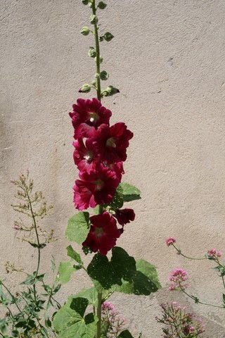 Une belle rose trémière dans les ruelles fleuries de Pelonne
