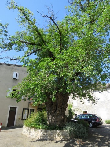 Au centre de la place du Château, ce murier blanc âgé d'environ 400 ans, on l'appelait "l'arbre d'or"