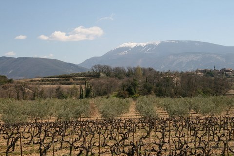 La totale, les vignes, les oliviers et le Mont Ventoux enneigé