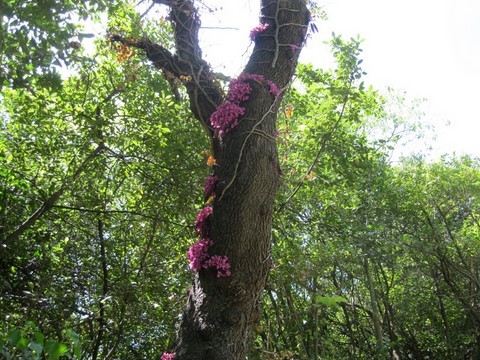 Jolies fleurs sur un arbre mort