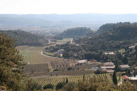 Vue panoramique sur ce paysage de vignes