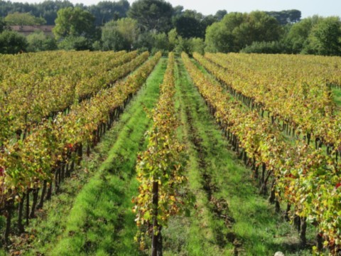 Vignes à Sablet