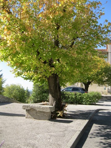 Très bel arbre devant l'école communale
