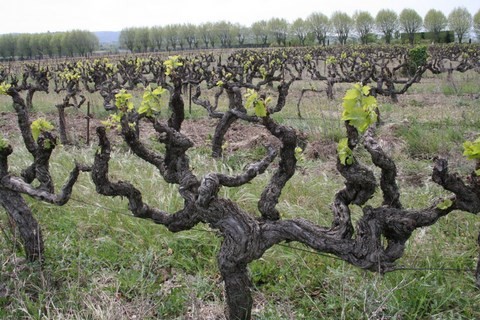 Et des vignes, il y en a tout autour de Saint-Pantaléon les Vignes