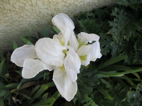 Joli cet iris blanc en bordure de chemin