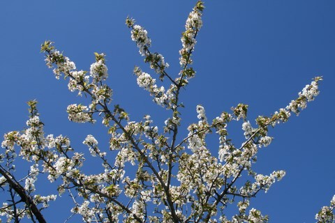 Superbe cerisier en fleurs sur fond de ciel ble