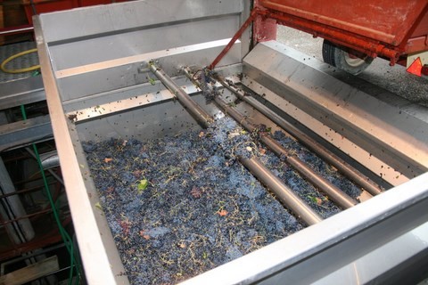 Certains vignerons apportent les raisins à la coopérative 